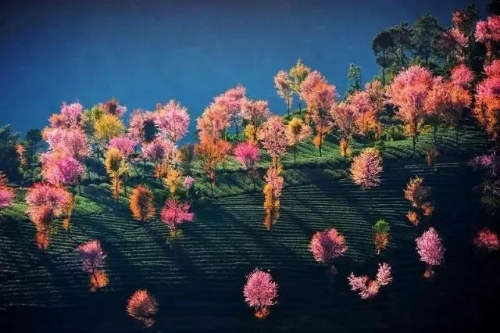 微信图片_20181120154629