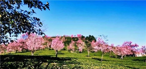 微信图片_20181120154639