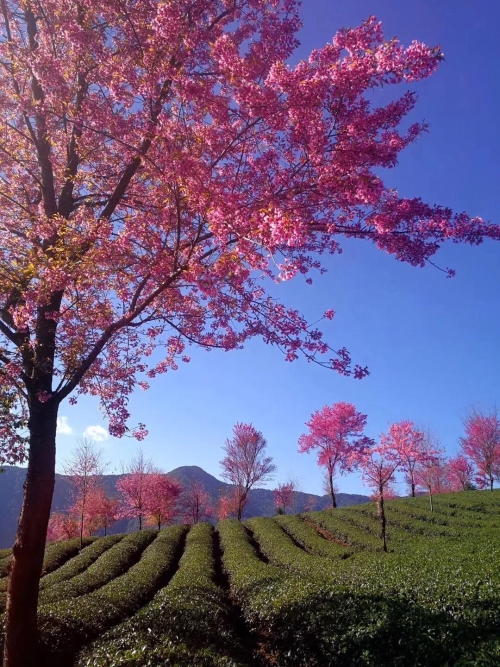 微信图片_20181120154647