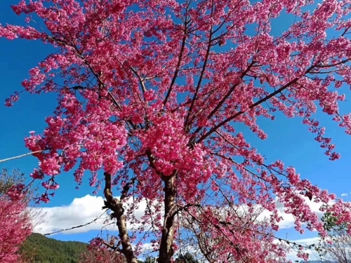 微信图片_20181120154651