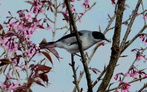微信图片_20181120154655