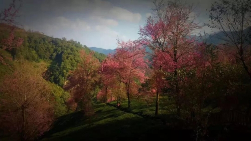 微信图片_20181120154702