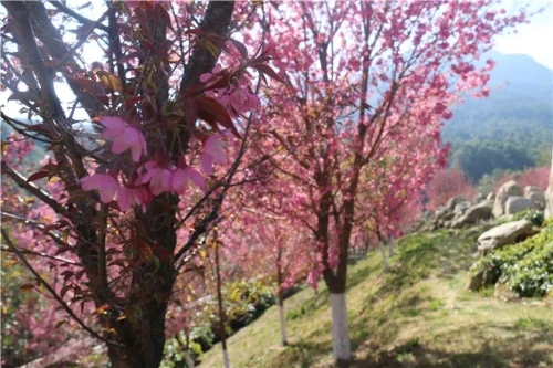 微信图片_20181120154716