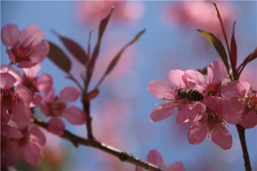 微信图片_20181120154721