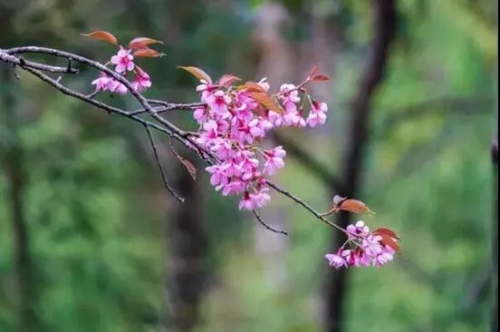 微信图片_20181120154734