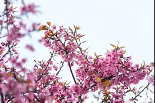 微信图片_20181120154743