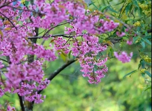 微信图片_20181120154736