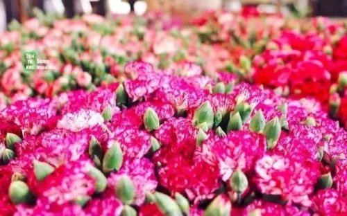 微信图片_20181120154745