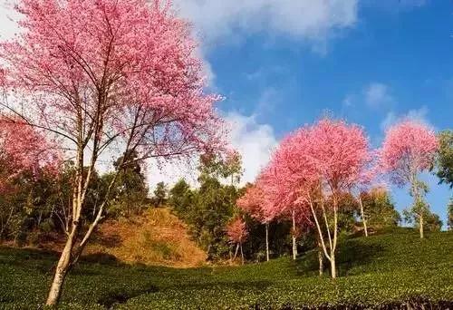 微信图片_20181120154757