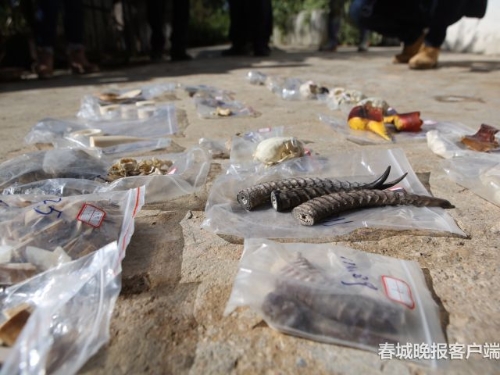 昆明森林公安破获特大危害野生动物案件