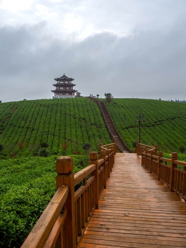 雨后漫步桂花台茶园，空气中弥漫着淡淡的茶香。