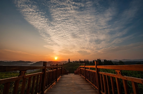 桂花台茶园夕照