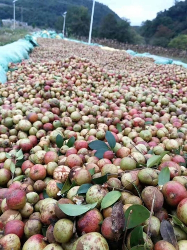 油茶大丰收，遍地尽是“黄金果”。