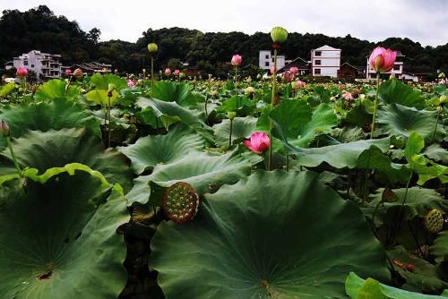 村头的荷花基地，“接天莲叶无穷碧，映日荷花别样红”。