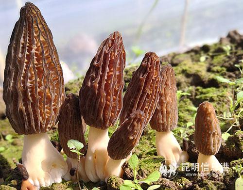 图3:“冷棚”羊肚菌-(1) 图3:“冷棚”羊肚菌-(1)