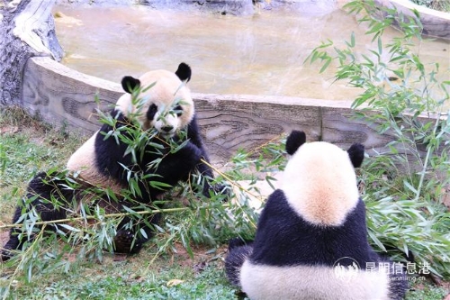 图片1：毛竹和珍多正在悠闲地享用它们的“早餐”。