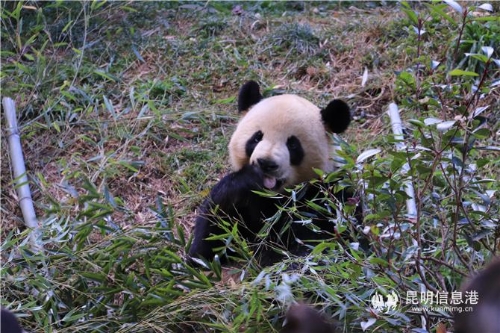 图片2：云南野生动物园大熊猫冬日卖萌。