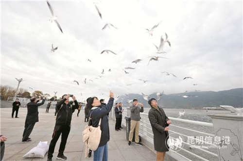 全媒体采访团来到海埂大坝，被飞舞的红嘴鸥吸引。记者刘凯达摄