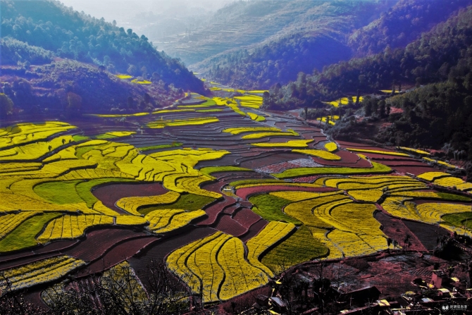 彝乡花海 (1) 彝乡花海 (1)