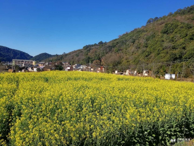 彝乡花海 彝乡花海