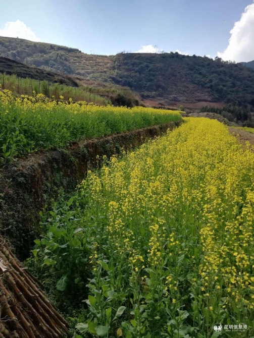 彝乡花海2 彝乡花海2