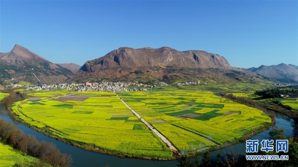 这是2月10日在云南省罗平县拍摄的油菜花田（无人机拍摄）