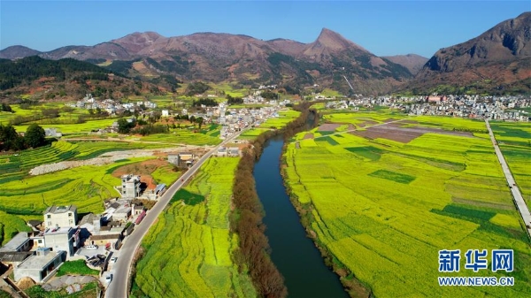 这是2月10日在云南省罗平县拍摄的油菜花田（无人机拍摄）2