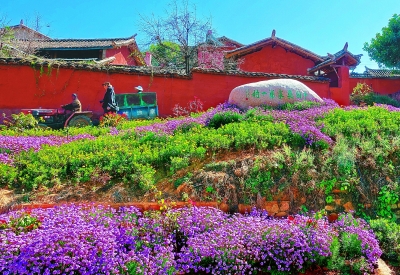 花动南国春色——我国南方地区早春美丽景象掠影 花动南国春色——我国南方地区早春美丽景象掠影