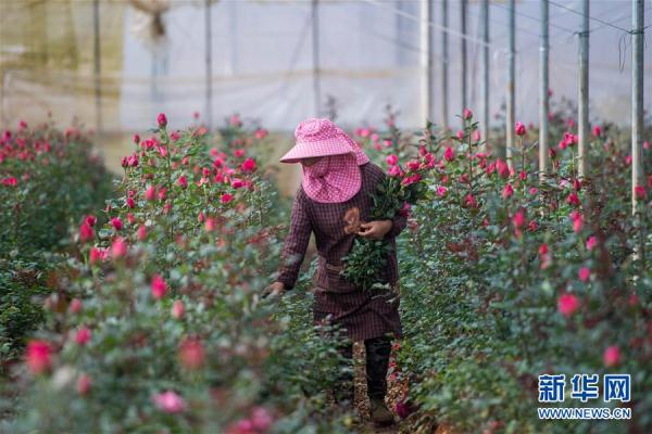 从云南田间到泰国花店——云南鲜花的南洋之旅