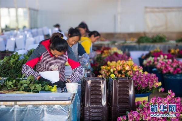 从云南田间到泰国花店——云南鲜花的南洋之旅