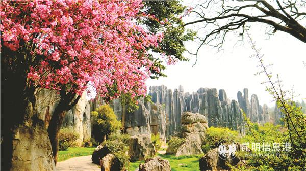 小石林海棠 小石林海棠