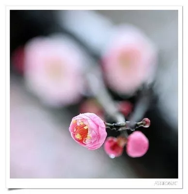 香山话惊蛰 香山话惊蛰