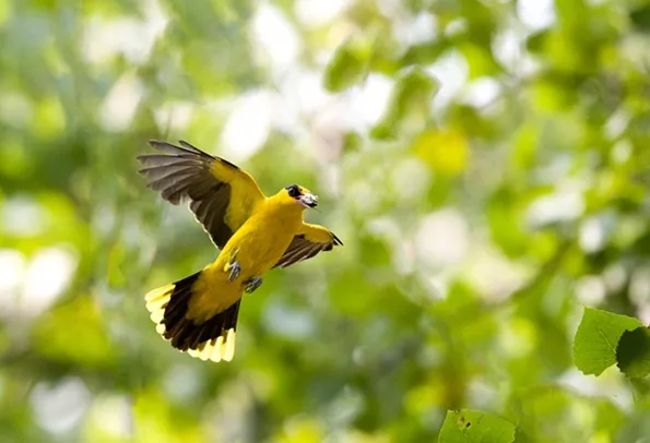 香山话惊蛰 香山话惊蛰
