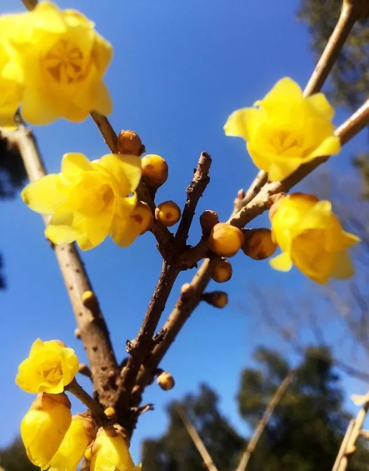 香山话惊蛰 香山话惊蛰