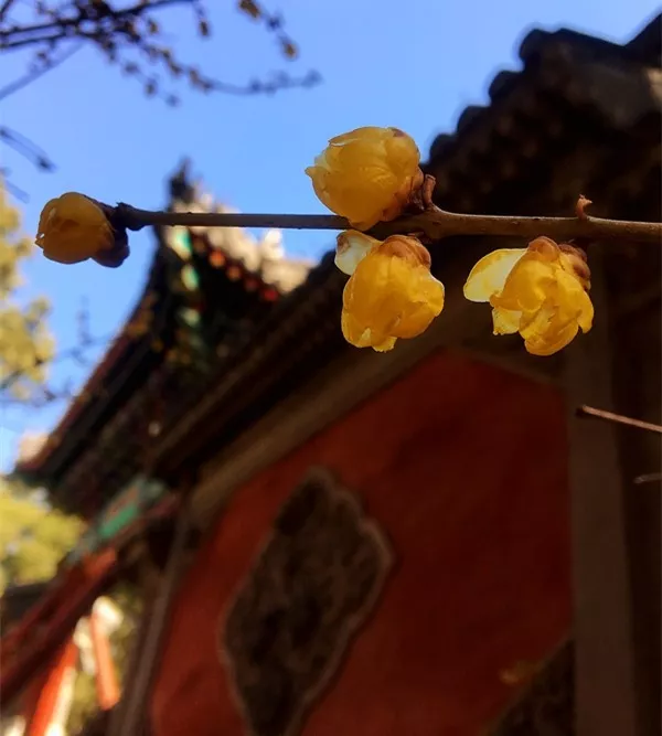 香山话惊蛰