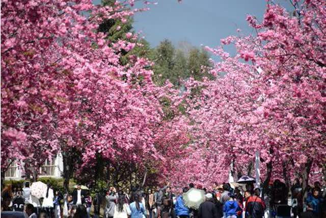 大理大学樱花1