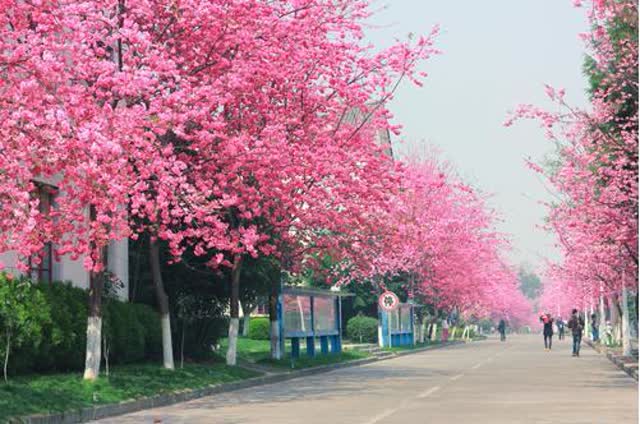 大理大学樱花7