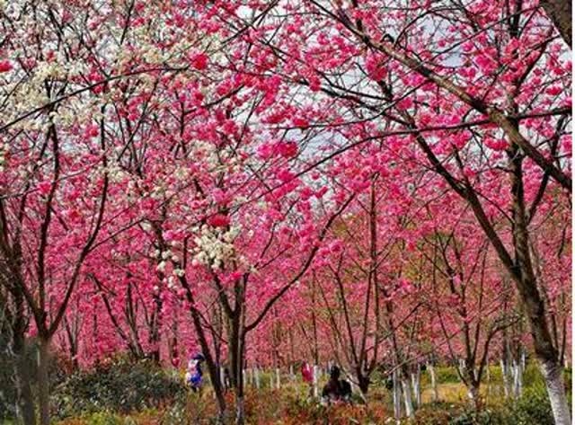 马龙樱花4