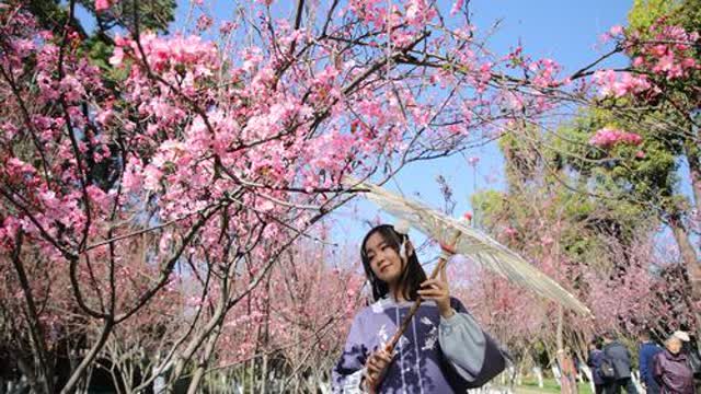 圆通山樱花节等你去耍 王宇衡摄7