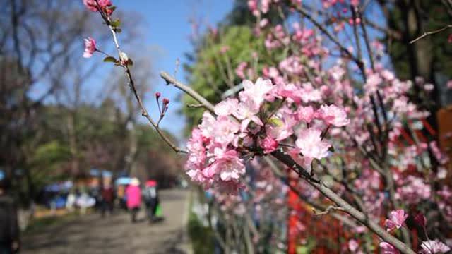 圆通山樱花节等你去耍 王宇衡摄3