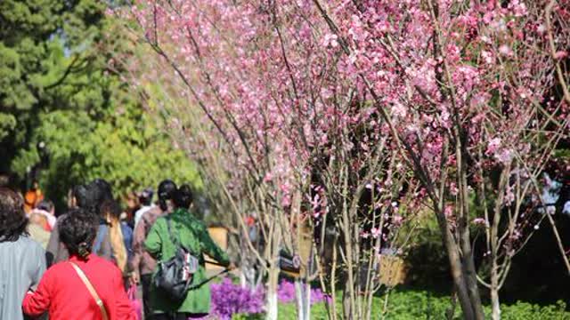 圆通山樱花节等你去耍 王宇衡摄4