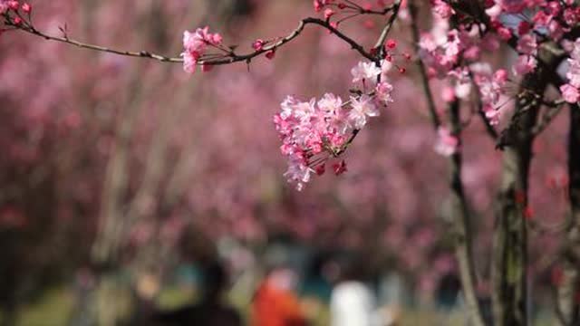 圆通山樱花节等你去耍 王宇衡摄2