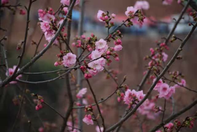 宜良首届樱花文化旅游节