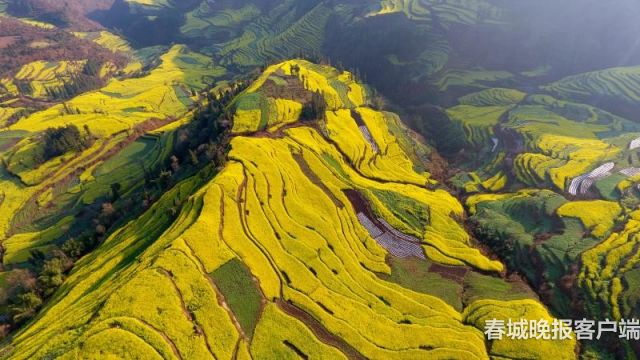 罗平 马街梯田油菜花风景美到爆