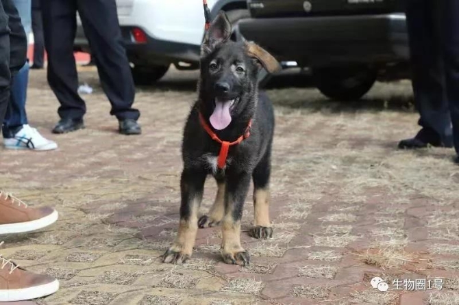 惊奇!全国首只克隆警犬诞生 它克隆的是一只云南“功勋犬”…