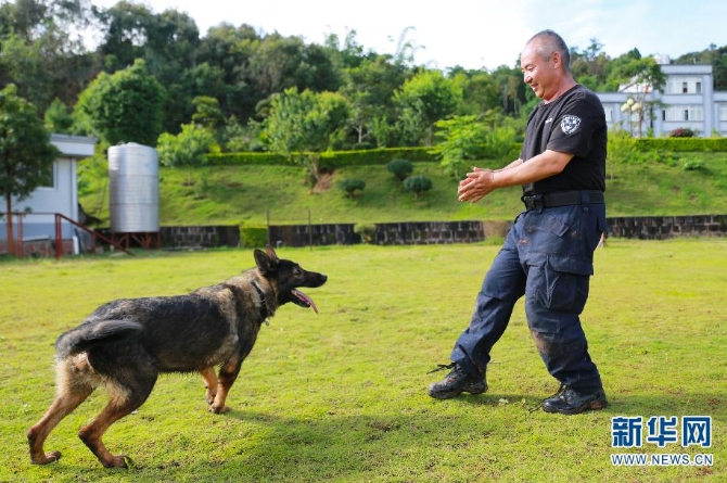 惊奇!全国首只克隆警犬诞生 它克隆的是一只云南“功勋犬”…