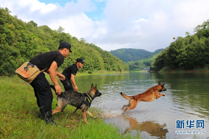 惊奇!全国首只克隆警犬诞生 它克隆的是一只云南“功勋犬”…