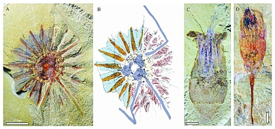 云南澄江寒武纪化石揭开栉水母动物门起源之谜