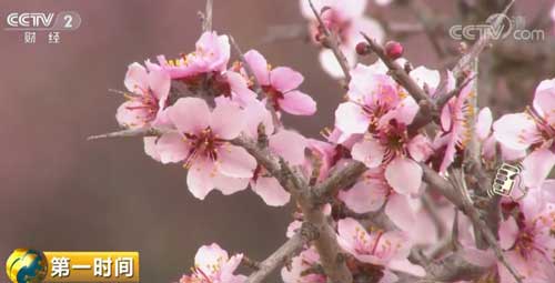 蒙古扁桃花绽放腾格里沙漠