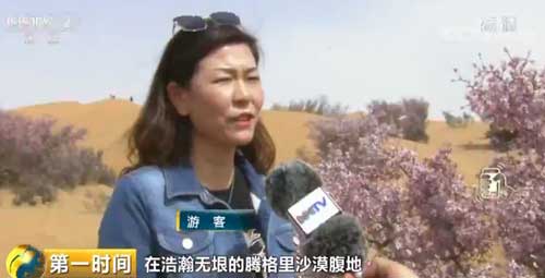 蒙古扁桃花绽放腾格里沙漠